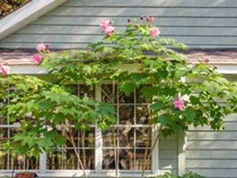 3 loại hoa nên cân nhắc khi trồng trước nhà