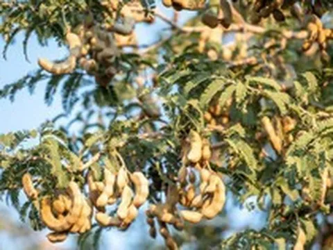 6 loại cây chớ nên trồng trước cửa nhà