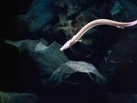 Sinh vật kỳ bí mang hình dáng loài rồng: Chúng có thể bất động trong 7 năm, nhịn ăn 10 năm và thậm chí sống đến hơn một thế kỷ