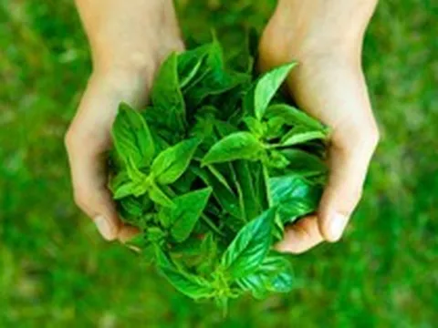 8 loại cây được ví là "siêu thực phẩm", nên trồng trong nhà ngay: Có loại hay bị nhổ bỏ