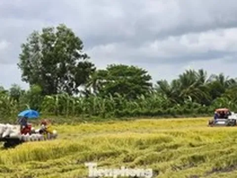 'Giải cứu' lúa: Gọi 20 doanh nghiệp may ra có 10 nơi nghe máy