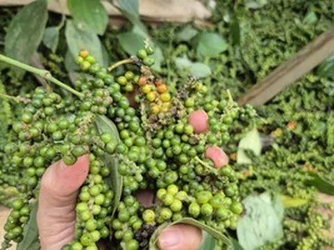 Một doanh nghiệp xuất khẩu hồ tiêu bị lừa đảo mất gần 16 tỉ đồng tại Pakistan