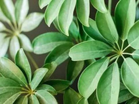 4 loại cây vừa “trấn trạch”, vừa làm thuốc, nên trồng trong nhà