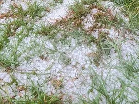 CLIP: Mưa đá dồn dập ở vùng cao Quảng Ngãi, phủ trắng mặt đất