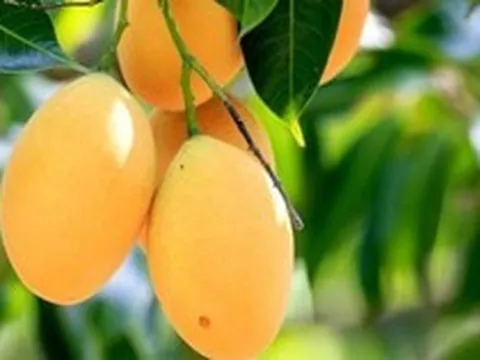 3 loại cây ăn quả không nên trồng trước nhà: "Cản" phong thủy, âm thầm gây hại sức khỏe