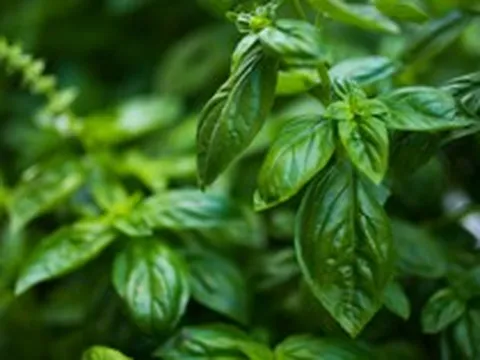 3 loại rau nên trồng trong nhà ngay: Đuổi muỗi cực đỉnh, lợi đủ đường