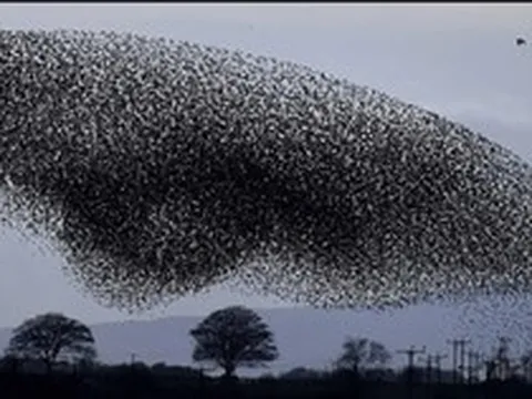 Hàng triệu con chim có hành vi lạ trên bầu trời, nhà khoa học kêu gọi người dân làm ngay hành động này