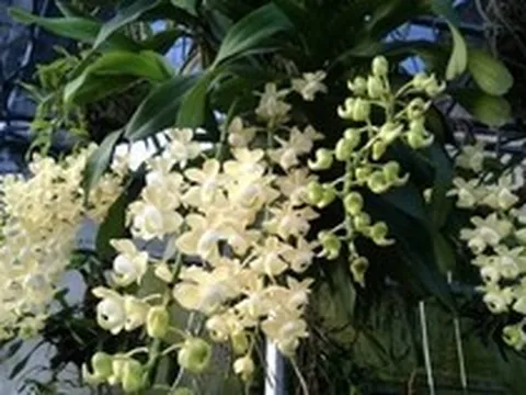 Cảnh báo đặc biệt tới những nhà đang trồng lan