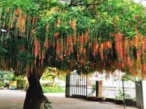 Lời khuyên đến những gia đình đang trồng cây lộc vừng