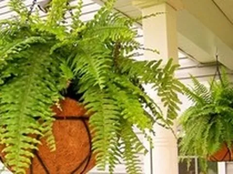 Lời khuyên đến những gia đình đang trồng cây dương xỉ