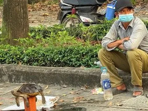 Mua bán rùa để "phóng sinh" - dấu hiệu phạm luật!
