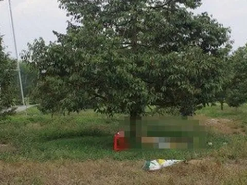 Điều tra vụ người đàn ông tử vong cạnh khẩu súng trong vườn sầu riêng
