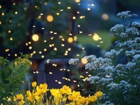 4 loại cây nở hoa vào buổi tối, nên trồng ngay trong vườn nhà