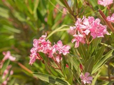 4 loại cây chớ nên trồng trong sân nhà