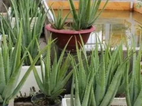 Lời khuyên đến những gia đình đang trồng cây nha đam