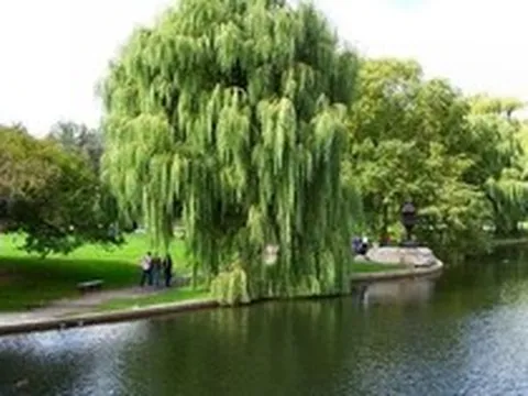 8 loại cây không nên trồng trước nhà, tránh rước xui xẻo, mất lộc