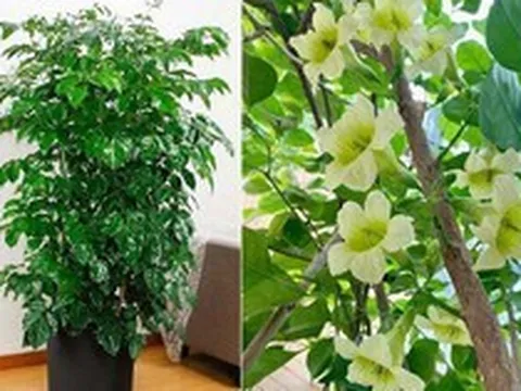 5 loại cây có tác dụng chữa lành nên trồng trong nhà để gia chủ luôn cảm thấy hạnh phúc, yêu đời