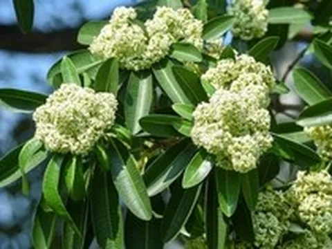 Lời khuyên đến những gia đình đang trồng cây hoa sữa