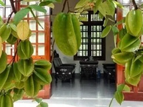 Lời khuyên đến những gia đình đang trồng cây khế