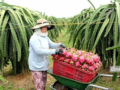 Hàng nghìn ha thanh long kém hiệu quả, Lâm Đồng tìm hướng chuyển đổi