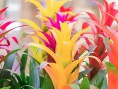 5 loại cây gần như “không thể chết”