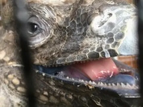 Người dân ở Lâm Đồng tìm thấy sinh vật vẻ ngoài kỳ quái nhưng chỉ ăn rau: Là loài hoang dã nguy cấp