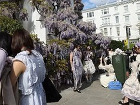 Loài hoa chỉ nở từ 2 - 3 tuần khiến người dân và du khách mang cả studio đến chụp ảnh check in, chủ loạt biệt thự ngao ngán