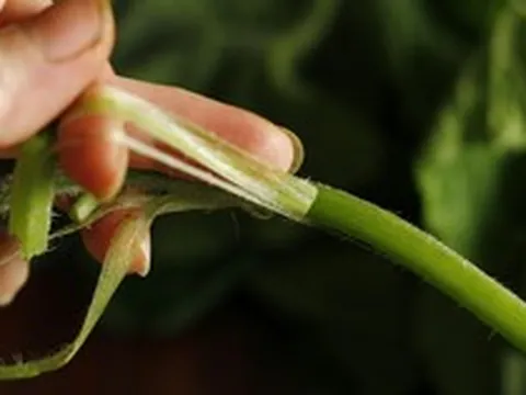 Loại rau bổ dưỡng chẳng kém "nhân sâm", ở quê mọc um tùm