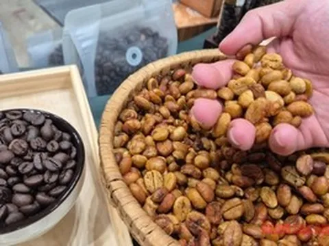 Giá cà phê hôm nay 23-4: Nhật Bản thử trồng cà phê trong nhà kính