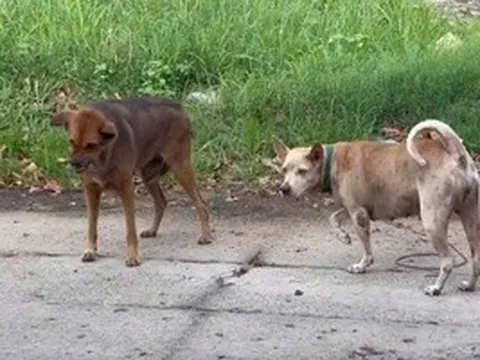 Chủ quán thịt cầy bất ngờ sợ nước, sợ gió rồi tử vong do bệnh dại