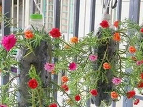 Lời khuyên đến những người đang trồng hoa mười giờ