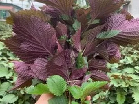 Lời khuyên đến những gia đình đang trồng cây tía tô