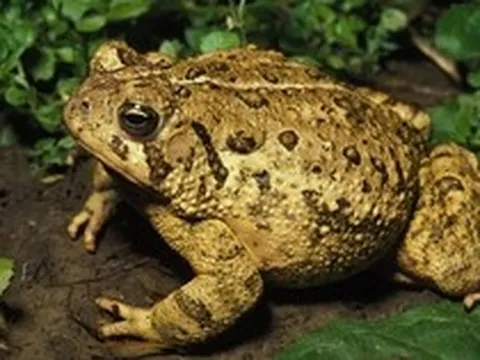 4 vật vào nhà báo hiệu điềm lành, đuổi đi là đánh rơi vận may