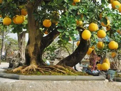 Gia đình trồng cây bưởi trước nhà cần lưu ý