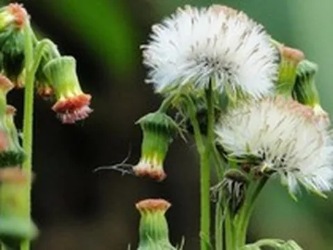 Ăn 1 mớ rau này như "nhân sâm của người nghèo", nghe tên thấy lạ nhưng ở quê mọc um tùm như cỏ