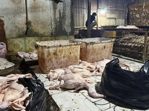 Đột kích điểm giết mổ vịt ở TPHCM lúc rạng sáng