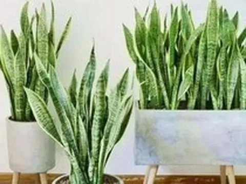 5 sai lầm khi trồng lưỡi hổ khiến cây mãi không “lên”