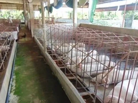 Giá heo hơi hôm nay, 25-4: Chợ đầu mối có giá mới