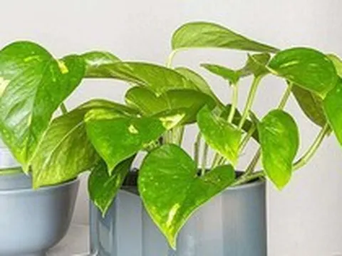 Gia đình trồng trầu bà cần lưu ý: Đặt sai vị trí cản tài lộc, hại sức khỏe