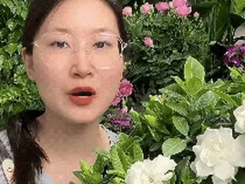 Mua bạch thiên hương về trồng cứ rụng nụ, héo lá: Cẩm nang chăm cây "đỉnh cao" cho người mới, áp dụng là hoa nở thơm ngát cả ban công