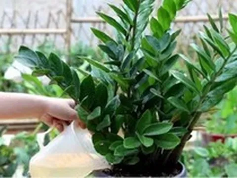 6 sai lầm khi trồng cây kim tiền khiến cây nhanh tàn, tài lộc khó tụ