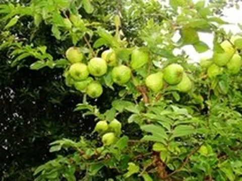 Lời khuyên dành cho những gia đình đang trồng cây ổi