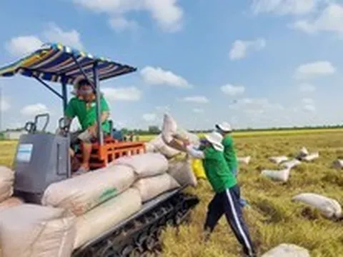 Giá lúa gạo tăng mạnh