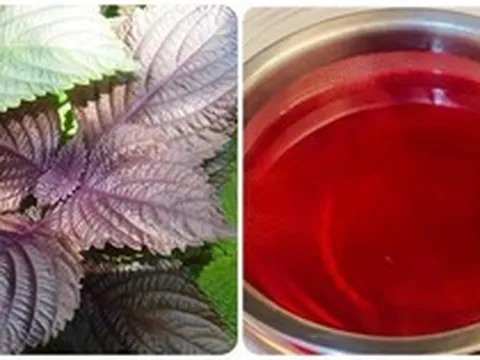 Những ai không nên uống nước lá tía tô?