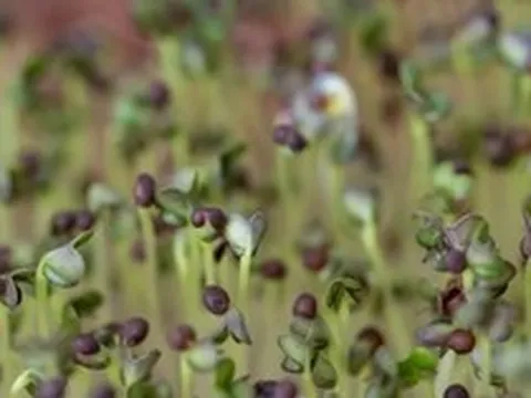 5 loại rau “đại bổ”, nên trồng ngay trong nhà: Chỉ 7 ngày là được thu hoạch