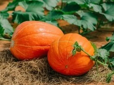 Lời khuyên đến những gia đình đang trồng cây bí đỏ