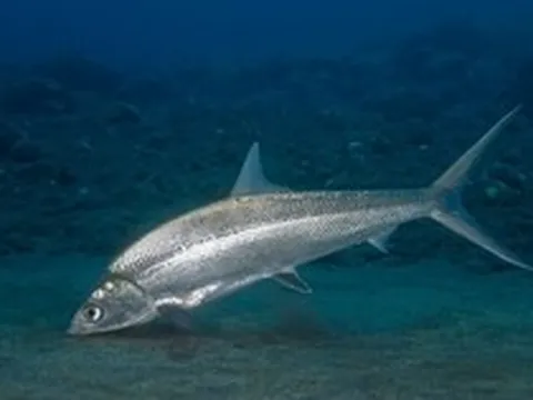 Bí ẩn "quái ngư" sông Đà: Nằm im lìm trong các hốc đá mà vẫn được xem là "kẻ thống trị" trên sông