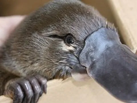 Loài vật khó hiểu nhất thế giới