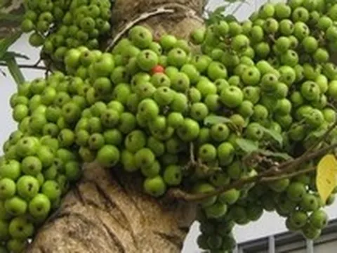 Lời khuyên đến những gia đình đang trồng cây sung