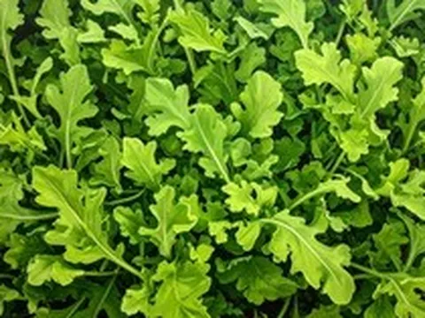 6 loại rau củ có tốc độ phát triển nhanh, chỉ vài tuần là được thu hoạch